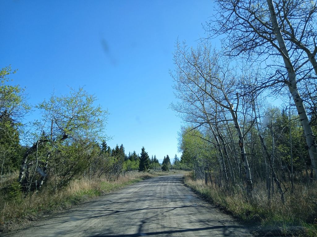 A quiet dirt road winding between Montana aspens.